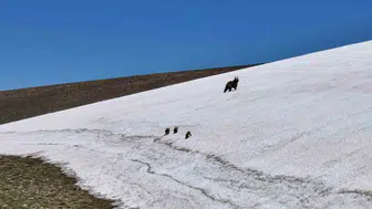 Kösedağ'da dron kamerasına takılan sürpriz aile