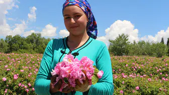 Isparta gül bahçelerinde hasat dönemi başladı