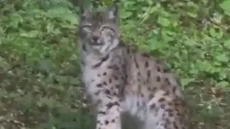 Kastamonu ormanlarında nadir rastlanan bir misafir görüntülendi