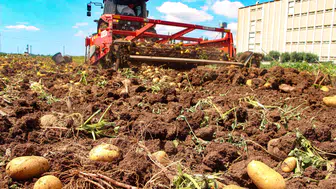 Çukurova’da patates bereketi fiyatı aşağı çekti