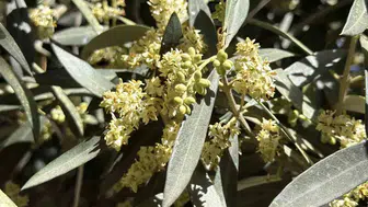 Zeytin üreticisi için El Nino takvimi başladı