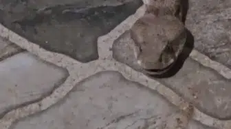 İdil’de sabah kahvesi yerine iki metrelik yılan sürprizi