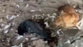 Mudanya'da sokak köpekleri kümese daldı