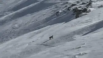 Bitlis dağlarında nadir rastlanan orman hayaleti görüntülendi