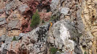 Dağların gizemli yolcusu Gümüşhane semalarında görüntülendi