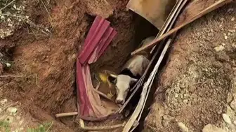 İzmit'te define avcılarının bıraktığı çukura büyükbaş hayvan düştü