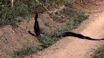 Malatya kırsalında yılanların nadir anları kaydedildi