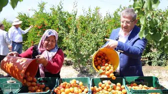 Denizli tarlalarında hasat mesaisi başladı