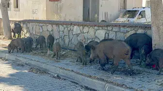 Bodrum sokaklarında 30 domuzluk sürpriz yürüyüş