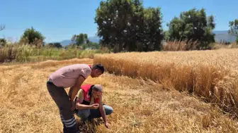 Havran çiftçisinin hasat mesaisi denetim altında