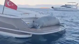 Bodrum açıklarında tatil yapan davetsiz misafir