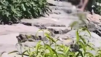Avcılar'da köpeğe vahşice saldıran şahıs cezaevine gönderildi