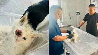 Hakkari’de yaralı kediyi veterinerler kurtardı