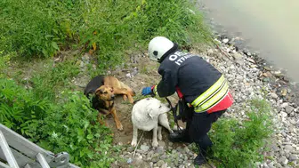 Ordu’da ırmak yatağında mahsur kalan köpekler için kurtarma operasyonu