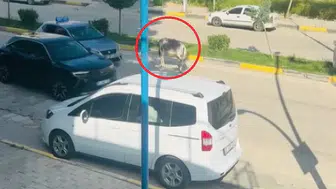 Ergani trafiğini bir eşek durdurdu