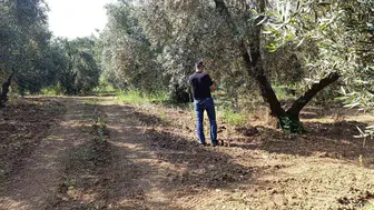 Balıkesir zeytinlerini sinek istilasından korumak için ekipler sahaya indi