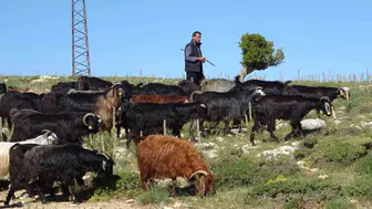 Toroslara bahar geldi Yörüklerin zorlu mesaisi başladı