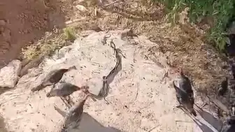 Diyarbakırda hindiler yılan dansını izledi