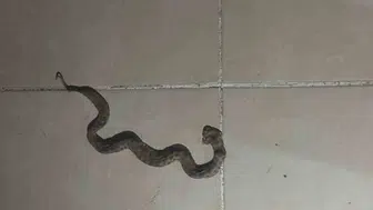 Siirt Kurtalan’da yılanlar apartman boşluklarına kadar girdi