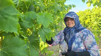 Manisalı üzüm üreticileri artan maliyetlere karşı imeceye döndü
