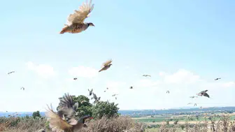 Çanakkale doğasına bin yeni misafir bırakıldı