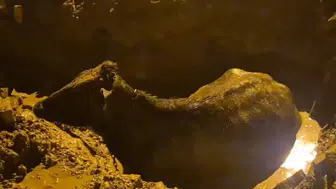 İhsaniye’de belediyenin açtığı çukura düşen inek kurtarıldı