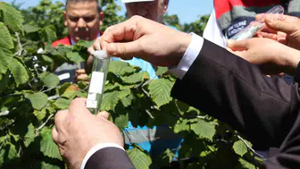 Fındığı kurtaracak samuray ordusu doğaya salınıyor