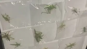 Adıyaman’da çekirge kaçıran yabancı uyruklu 3 kişiye dev ceza