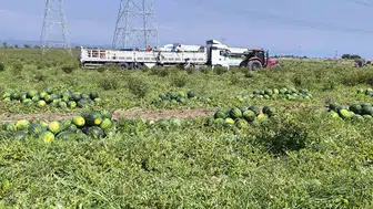 Hataylı çiftçinin karpuz mesaisi yüzleri güldürdü