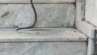 Antalya’da kedinin yılanla tehlikeli oyununa şahit oldular
