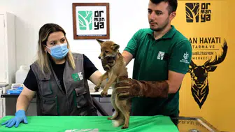 Kocaeli’de yaralı bulunan tilki hayata tutundu