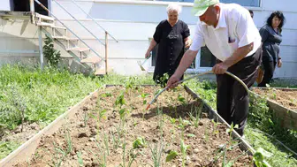 Nilüferli yaşlılar bahçede sebze yetiştiriyor