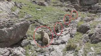 Erzurum dağlarında anne ayı ve yavrularının nadir anları