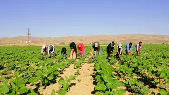 Kayseri tarlalarında Urfa’dan gelenlerin zorlu yaşam mücadelesi