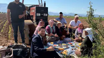 Tavas Belediye Başkanı tütün tarlasında mesaiye ortak oldu