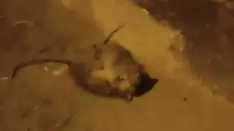 Batman sokaklarında farelerin ilginç kavgası izleyenleri gülümsetti
