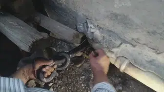 Hatay'da korkutan yılan paniği Yılancı Kemal devreye girdi