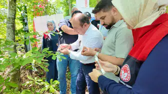 Fındık bahçelerinin yeni koruyucusu Samuray arıları iş başında