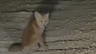 Tunceli yollarında beklenmedik misafirler