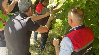 Karabük tarımını kurtarmak için doğaya samuray arıcıkları salındı