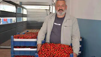 Bilecik’te kiraz bereketi var ama çiftçinin yüzü gülmüyor