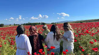 Elazığ yolunda doğal gelincik tarlası fotoğrafçılara kapılarını açtı