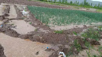 Malatya’da aniden bastıran dolu mahsulü vurdu