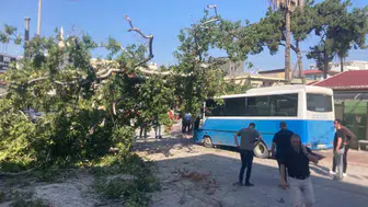 Osmaniye meydanında dev ağaç otobüsün üzerine devrildi