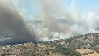 Dikili’de makilik alanda yangın paniği