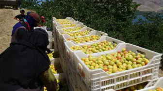 Malatya kayısısında hasat dönemi başladı