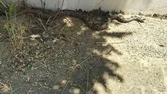 Muğla’da okul bahçesinde tehlikeli misafir paniği