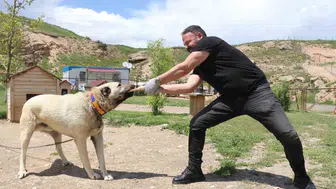 Sivas Kangalları aslanları çene gücüyle geride bıraktı