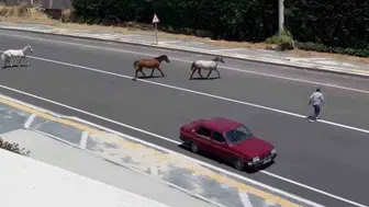 Tekirdağ yolunda başıboş atlar tehlike saçtı