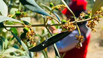 Salihli'de zeytin bahçeleri için acil ilaçlama uyarısı